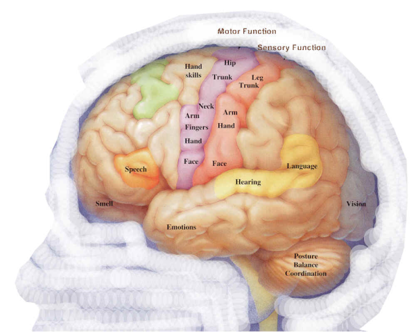 Human Brain